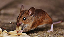 24 Hour & Emergency Exterminators in Ridgeway, WI